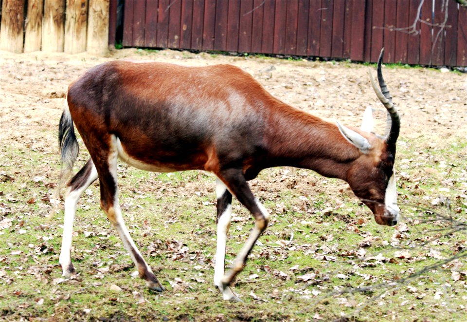 Blesbuck, Damaliscus pygargus phillipsi in ZOO Dvůr Králové, Czech Republic