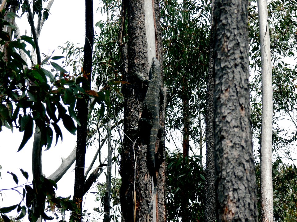 Lace monitor (goanna), Varanus varius, climbing tree near Bellbird Creek, Gippsland. The reptile is over 1m in length. Note how the patterned skin blends with the colour of the bark of the tree.