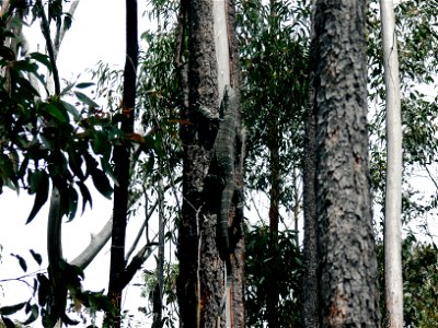 Lace monitor (goanna), Varanus varius, climbing tree near Bellbird Creek, Gippsland. The reptile is over 1m in length. Note how the patterned skin blends with the colour of the bark of the tree.