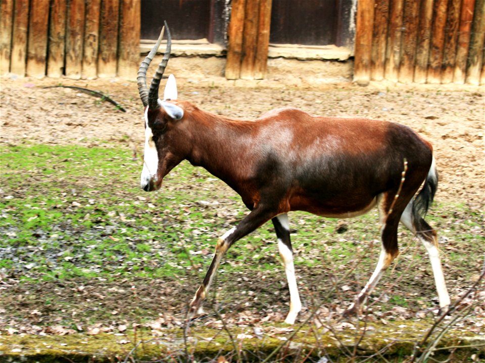 Blesbuck, Damaliscus pygargus phillipsi in ZOO Dvůr Králové, Czech Republic