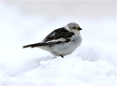 : Snow Bunting (Plectrophenax nivalis), in Barrow, Alaska photo