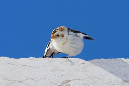 A Plectrophenax nivalis in winter