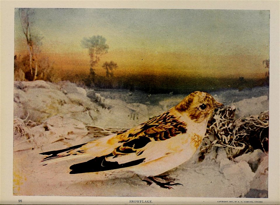 Birds and nature in natural colors : being a scientific and popular treatise on four hundred birds of the United States and Canada.