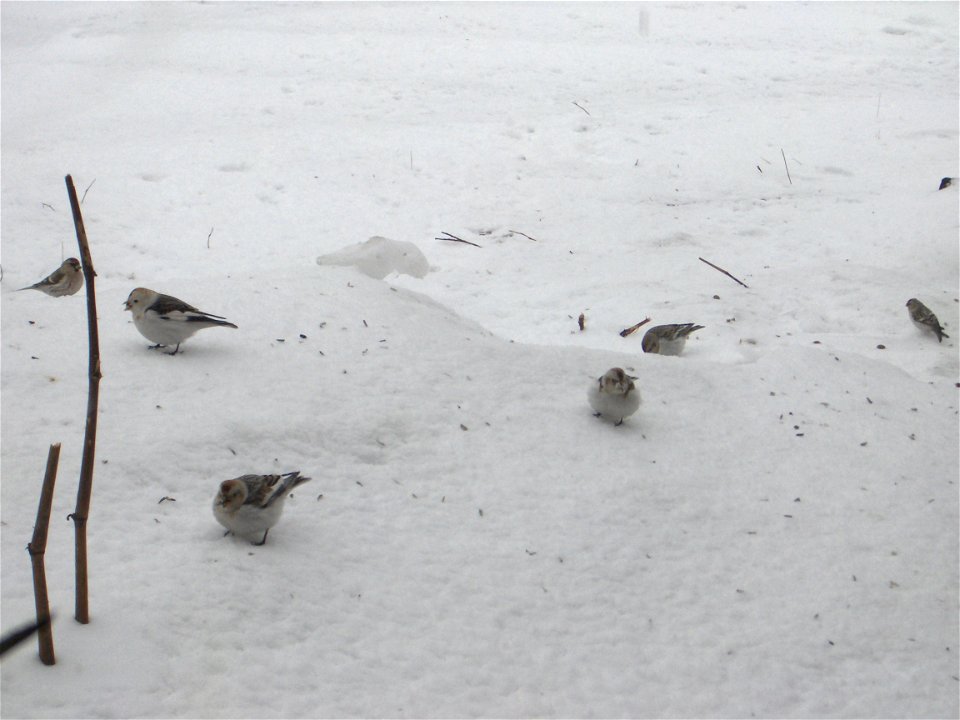 Snow buntigs eating while waiting for better weather to move north