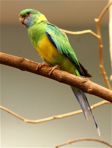 Cloncurry Parrot (Barnardius zonarius macgillivrayi, a.k.a. Barnardius barnardi macgillivrayi) at the Buffalo Zoo