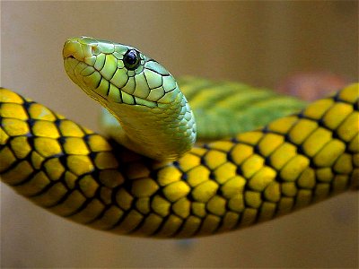 Image title: Snakes green reptile Image from Public domain images website, http://www.public-domain-image.com/full-image/fauna-animals-public-domain-images-pictures/reptiles-and-amphibians-public-doma photo