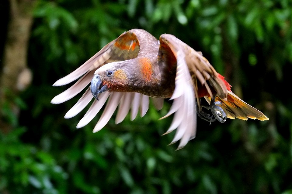 North Island Kaka flying with wings on downbeat in front of native bush