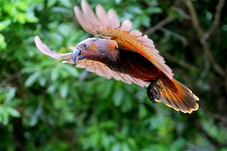 North Island Kaka flying with wings spread in front of native bush