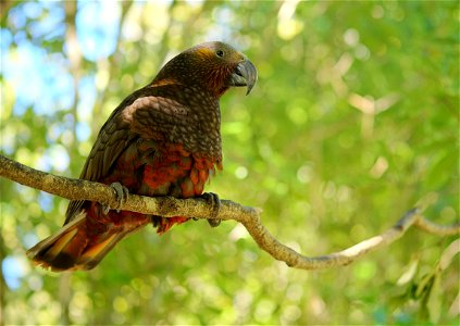 Kaka perched on a branch photo