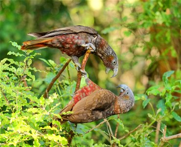 Two kaka squabbling while clinging to branch