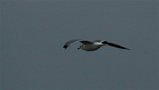 "Larus canus" flying over the lake of Vättern in Huskvarna, Sweden.