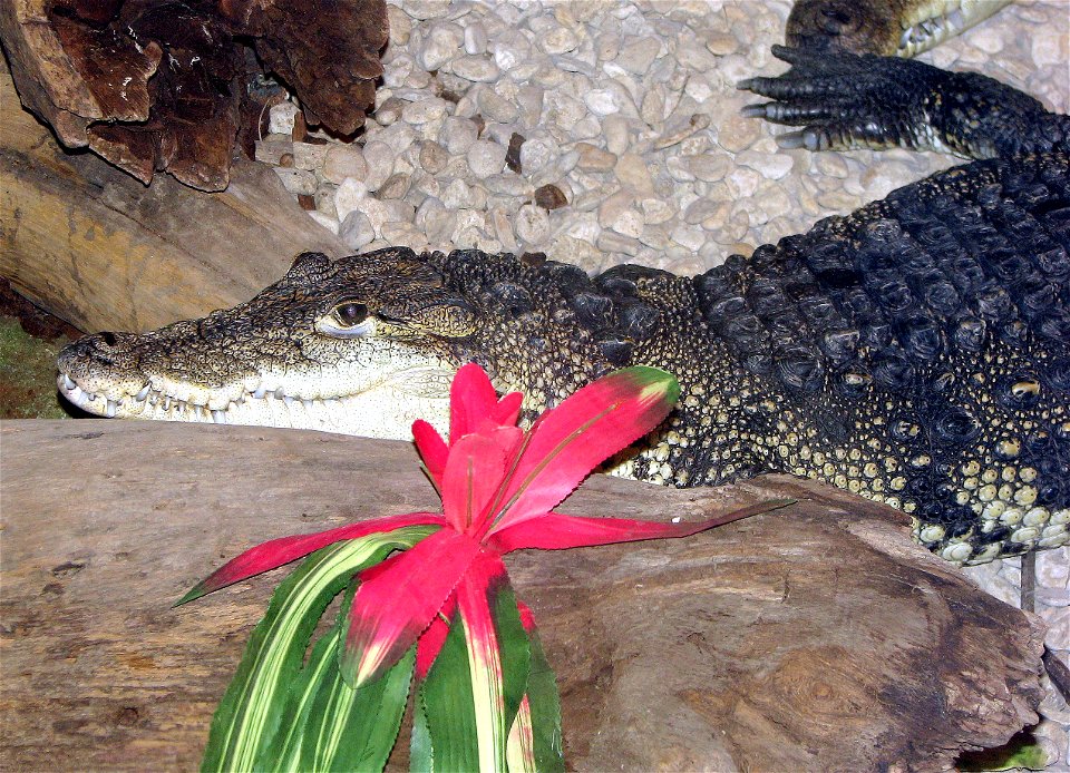 Morelet’s Crocodile Crocodylus moreletii at the Cotswold Wildlife park, Oxfordshire, England.

Photographed by Adrian Pingstone in June 2006 and placed in the public domain.