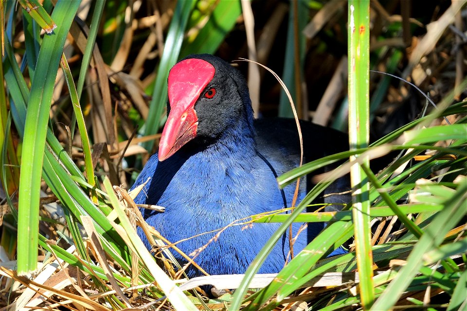Pukeko nesting amongst flax (Phormium)