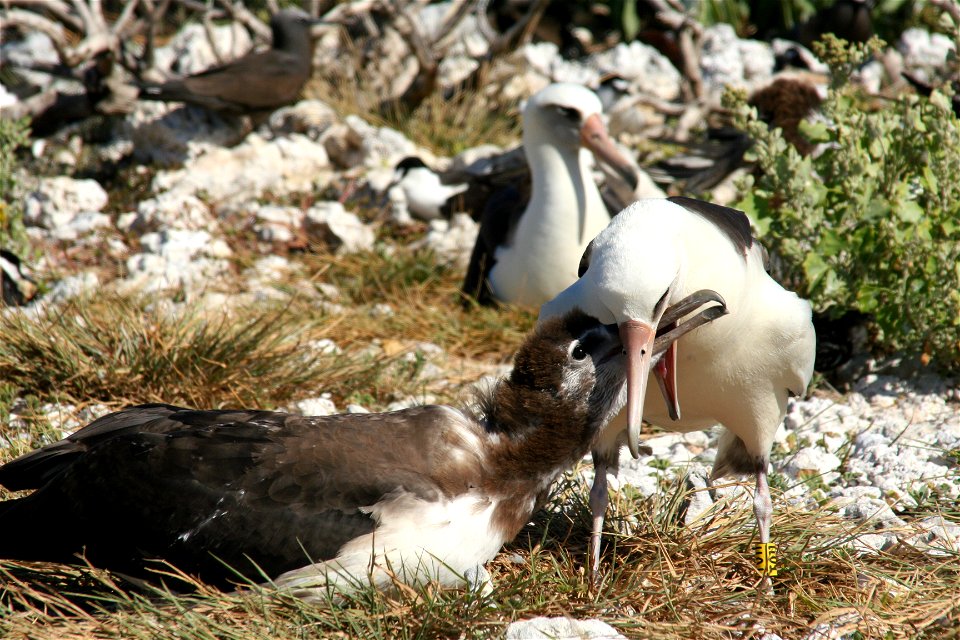 Laysan Albatross Phoebastria immutabilis feeding its chick in the typical manner of all petrels.