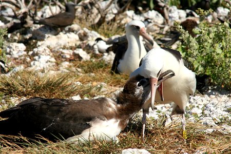 Laysan Albatross Phoebastria immutabilis feeding its chick in the typical manner of all petrels. photo