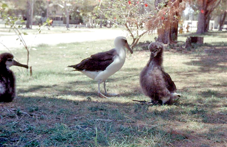 Laysan Albatrosses, aka "Gooney birds", and chicks on Midway Island, 1958