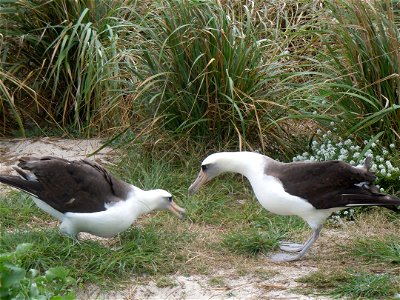 Midway Atoll National Wildlife Refuge March 2012 Photo: Noah Kahn/USFWS photo