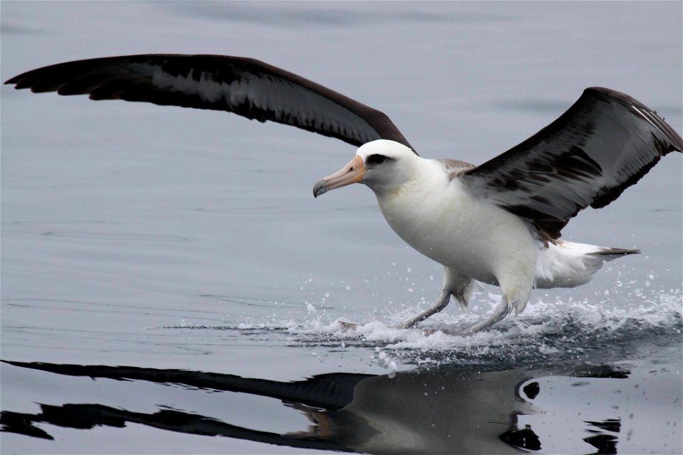 Laysan Albatross with wings extended, Aleutian Islands, Alaska