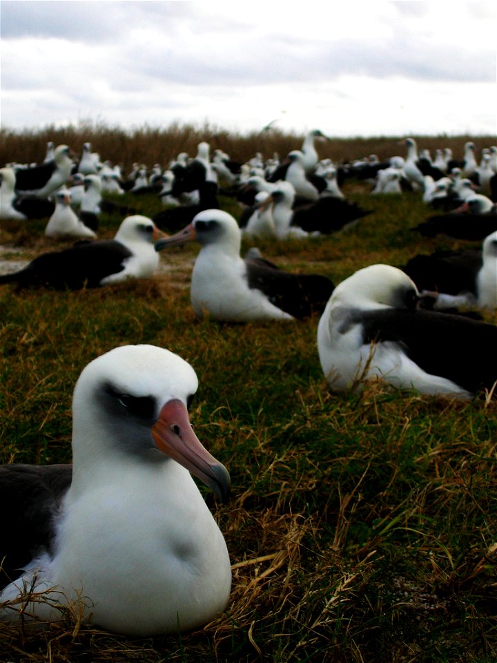Laysan Albatross Nesting on Eastern Island