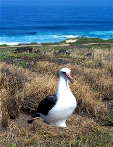 USFWS Coastal Program in Hawaii worked with partners to construct a predator fence at Ka‘ena Point Natural Area Reserve on O‘ahu, benefitting the Laysan albatross and other native species. photo