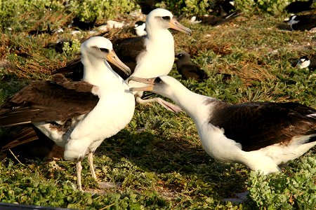 Laysan Alabtrosses Phoebastria immutabilis doing the breeding dances famous in the family. Tern Island, French Frigate Shoals, Northwestern Hawaiian Islands photo