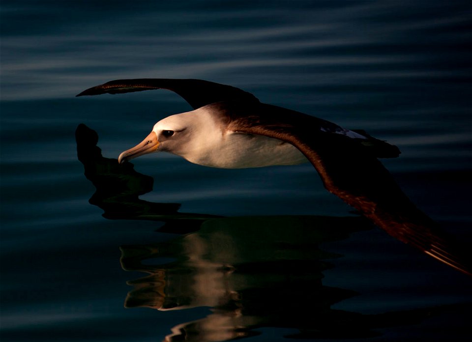 Credit Andy Collins, NOAA Office of National Marine Sanctuaries.