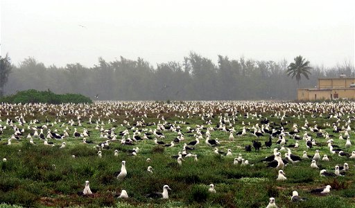 Laysan albatross nest in massive colonies at Midway National Wildlife Refuge in the Pacific Islands in mid-January 2012. Photo: Andy Collins, NOAA Office of National Marine Sanctuaries photo