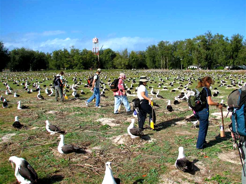 Image title: Counting Laysan albatross nests on ground (Phoebastria immutabilis)
Image from Public domain images website, http://www.public-domain-image.com/full-image/events-happenings-public-domain-