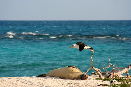 Hawaiian Monk Seal (Monachus schauinslandi) and Laysan Albatross (Phoebastria immutabilis) on Tern Island, French Frigate Shoals photo