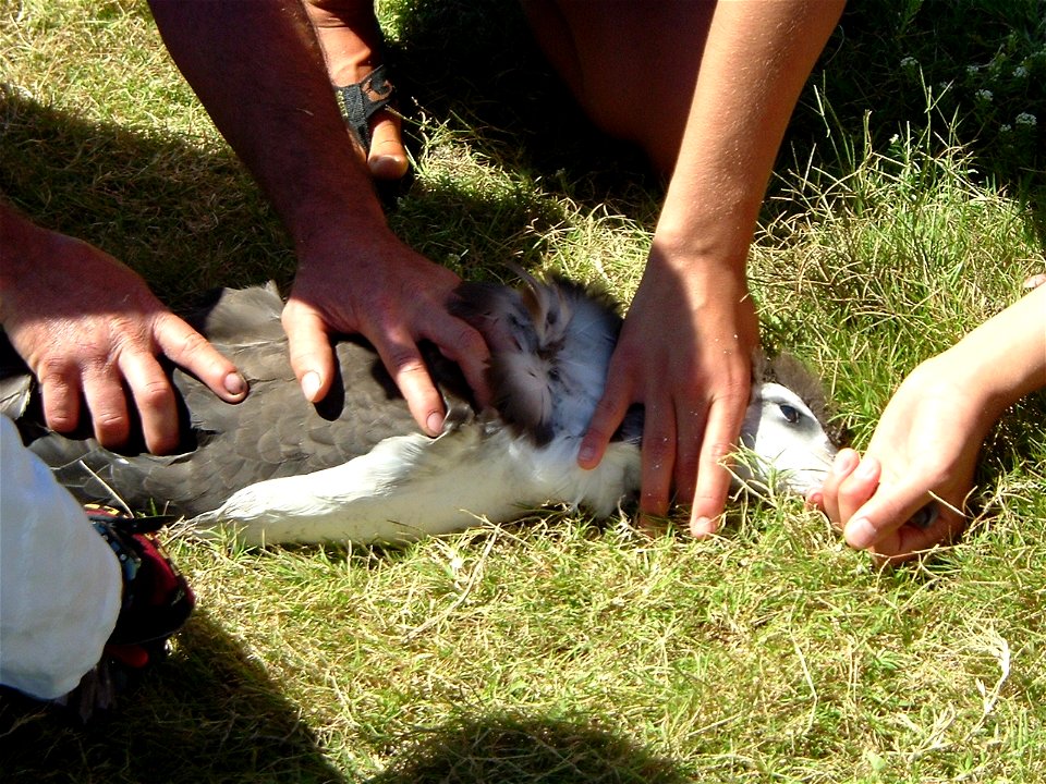 Banding Laysan Albatross on Kure. Hawaii, Northwest, Kure.