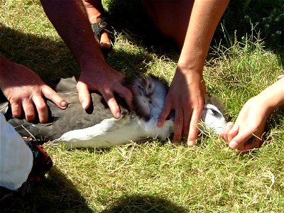 Banding Laysan Albatross on Kure. Hawaii, Northwest, Kure. photo