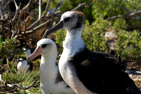 Adult and nearly fledged chick of the Laysan Albatross Phoebastria immutabilis. Tern Island, French Frigate Shoals photo