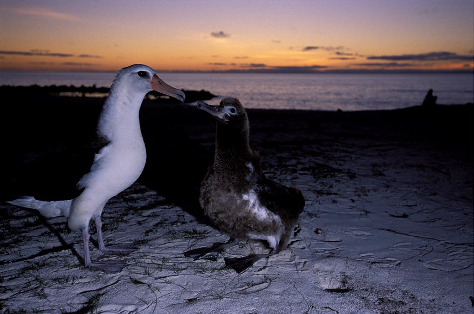 Laysan Albatross with chick.