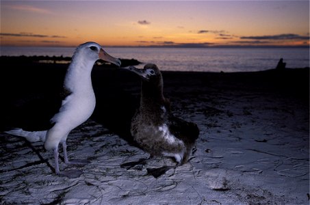 Laysan Albatross with chick. photo