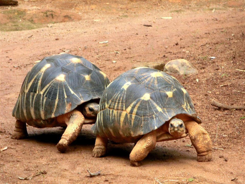 Geocheloni radiati Madagascar, nei pressi di Antananarivo