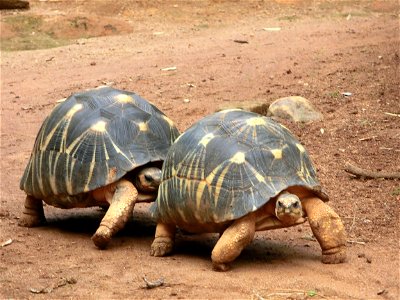 Geocheloni radiati Madagascar, nei pressi di Antananarivo