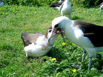 Laysan Albatross feeding its chick in Papahanaumokuakea Marine National Monument. The parents regurgitate squid and fish eggs to feed their young. Albatrosses are rarely seen on land, preferring to st photo