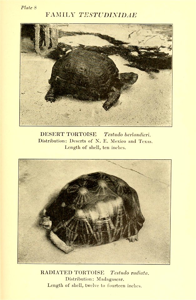 Reptiles of the world : tortoises and turtles, crocodilians, lizards and snakes of the eastern and western hemispheres / by Raymond L. Ditmars.