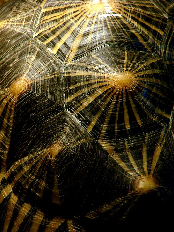 Tortue rayonnée ( Astrochelys radiata, habitat Sud de Madagascar). L'Ile aux Serpents, à La Trimouille (86).