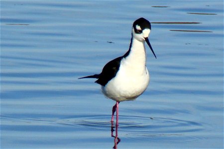 A black-necked stilt wades in a pond at CA's Colusa National Wildlife Refuge on Jan. 12, 2012 Photo: Maggie Smith, Creative Commons photo