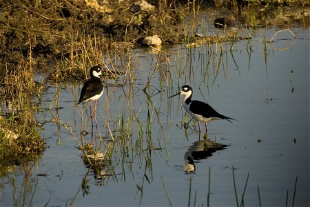 Black Neck Stilt NPSPhoto, R. Cammauf photo