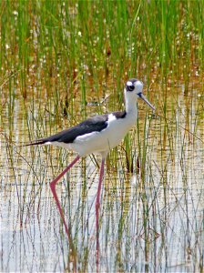 Black-Necked stilt wading, NPSphotos.jpg photo