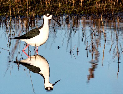 BLM Winter Bucket List #9: Cosumnes River Preserve, California, for the Trumpet and Dance of the Sandhill Crane
The Cosumnes River Preserve is home to California’s largest remaining valley oak riparia