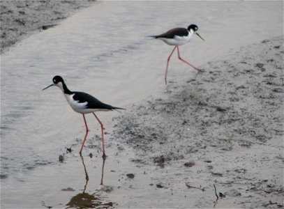 A pair of Black-necked Stilts photo