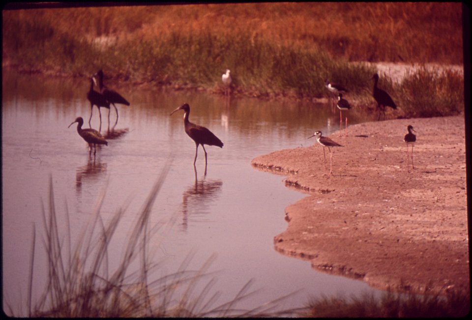 FARMINGTON BAY WATERFOWL MANAGEMENT AREA ON EAST SHORE OF GREAT SALT LAKE. PRIMARY PURPOSES OF THIS STATE-OWNED AREA ARE TO PROTECT AND PRESERVE EXISTING WETLAND: TO PROVIDE RESTING AREAS FOR MIGRATOR