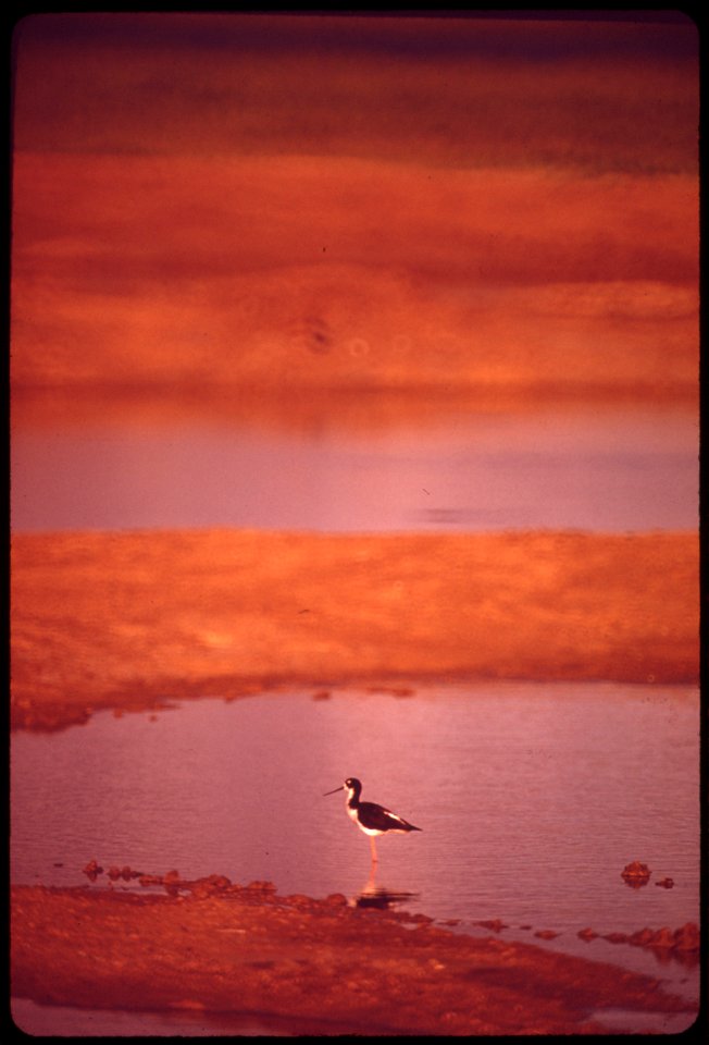 HAWAIIAN STILT BIRD, AN ENDANGERED SPECIES, IS RETURNING TO NEST IN PONDS AT THE KANEOHE MARINE CORPS AIR STATION (ON WINDWARD SIDE OF OAHU I.). WORK OF MARINES ON PONDS WON SECRETARY OF NAVY'S 1973 "