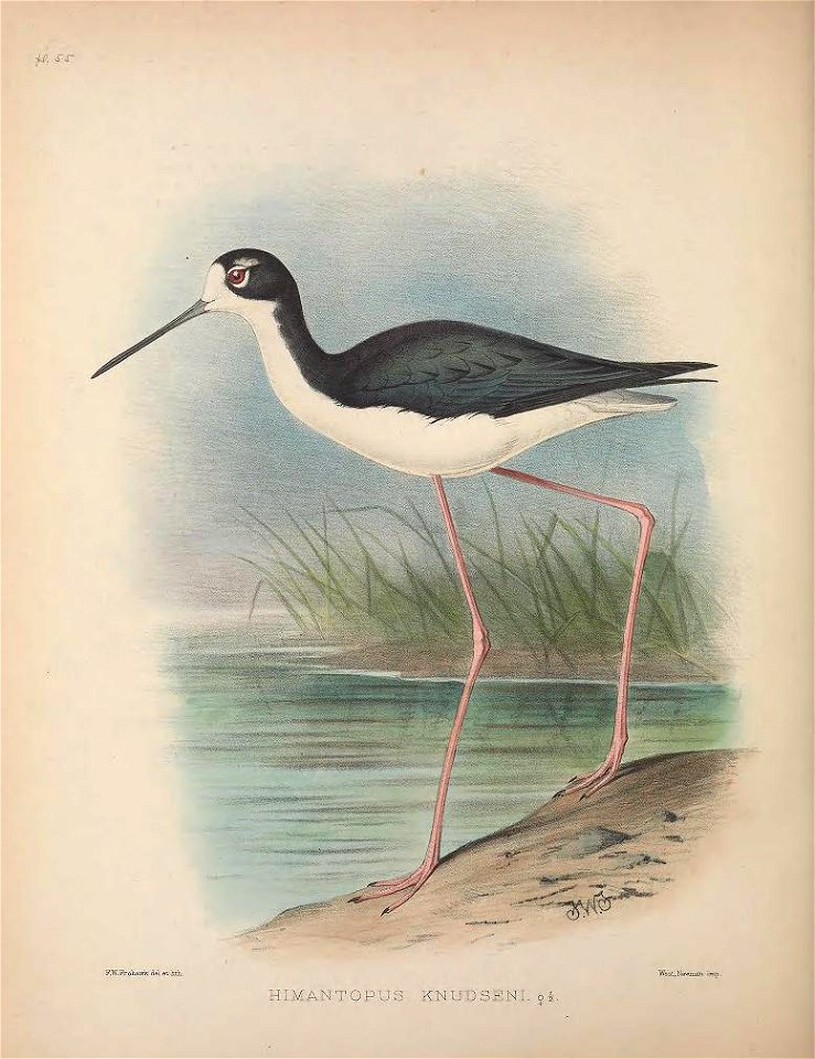 Himantopus mexicanus knudseni from The Birds of the Sandwich Islands