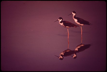 STILT BIRDS LIVE PROTECTED IN KANAHE POND, IN A CONSERVATION DISTRICT SURROUNDED BY AN URBAN AREA. THE POND WAS MADE MORE THAN 200 YEARS AGO BY KING KANEHAMEHA THE GREAT AS A ROYAL FISH POND. THE STIL photo
