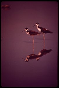 STILT BIRDS LIVE PROTECTED IN KANAHE POND, IN A CONSERVATION DISTRICT SURROUNDED BY AN URBAN AREA. THE POND WAS MADE MORE THAN 200 YEARS AGO BY KING KANEHAMEHA THE GREAT AS A ROYAL FISH POND. THE STIL photo