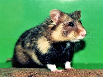 European Hamster (Cricetus cricetus), tamed.